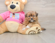 5 week old Shih Pom Puppy For Sale - Premier Pups