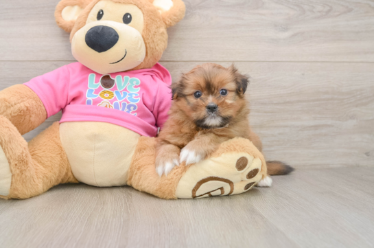 LONDON, a Shih Pom littermate