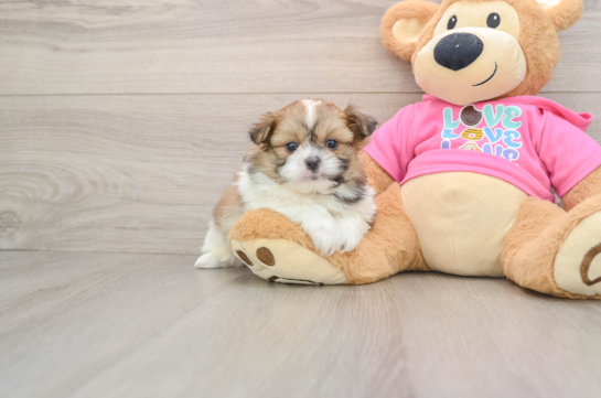 Playful Pomshi Designer Puppy
