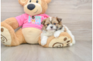 Shih Pom Pup Being Cute