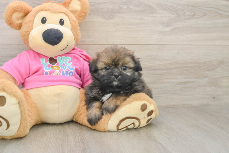 Best Shih Pom Baby