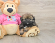 6 week old Shih Pom Puppy For Sale - Premier Pups