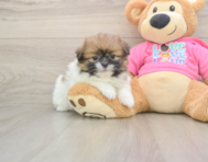 6 week old Shih Pom Puppy For Sale - Premier Pups