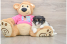 Petite Shih Pom Designer Pup