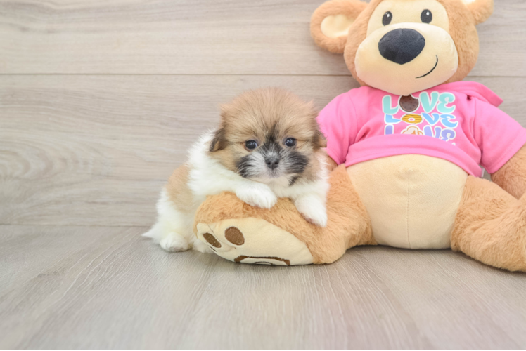 Smart Shih Pom Designer Pup