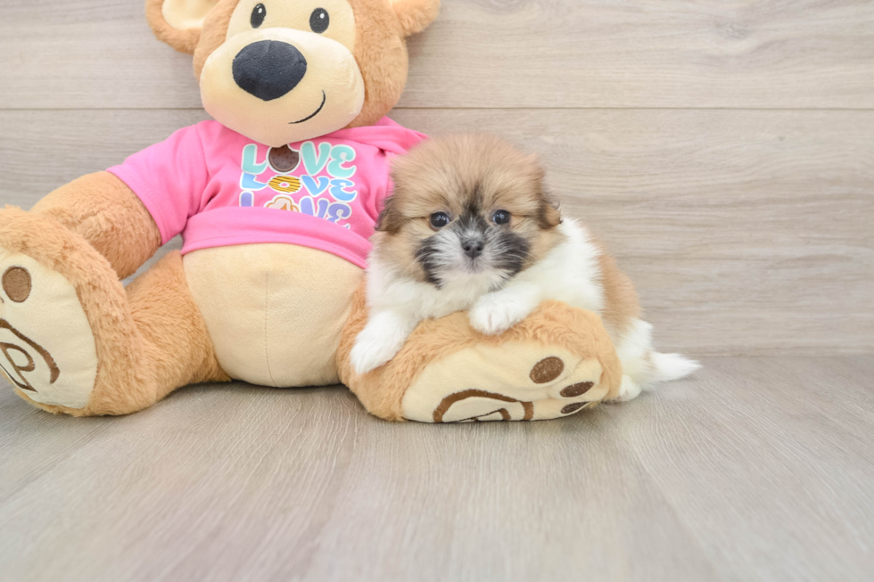 Best Shih Pom Baby