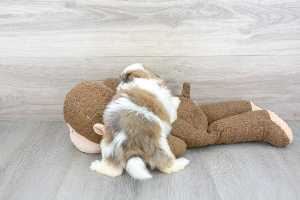 Shih Pom Puppy for Adoption