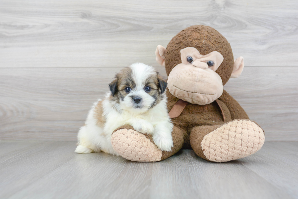 Shih Pom Pup Being Cute