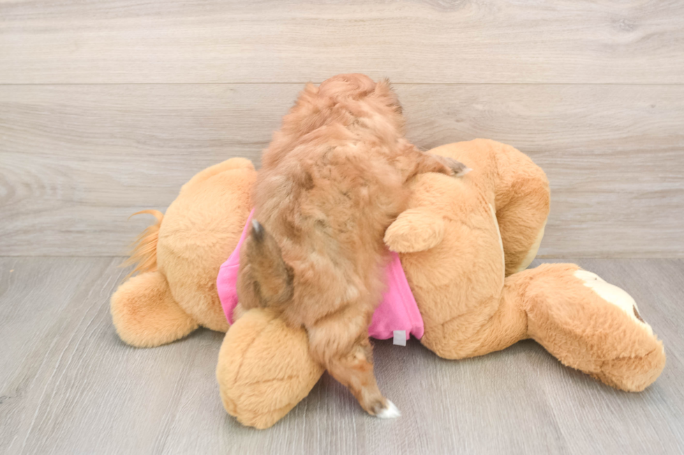 Shih Pom Puppy for Adoption