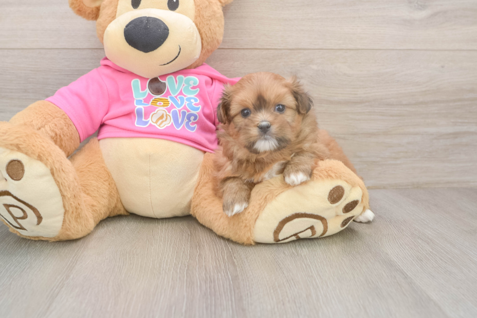 Best Shih Pom Baby
