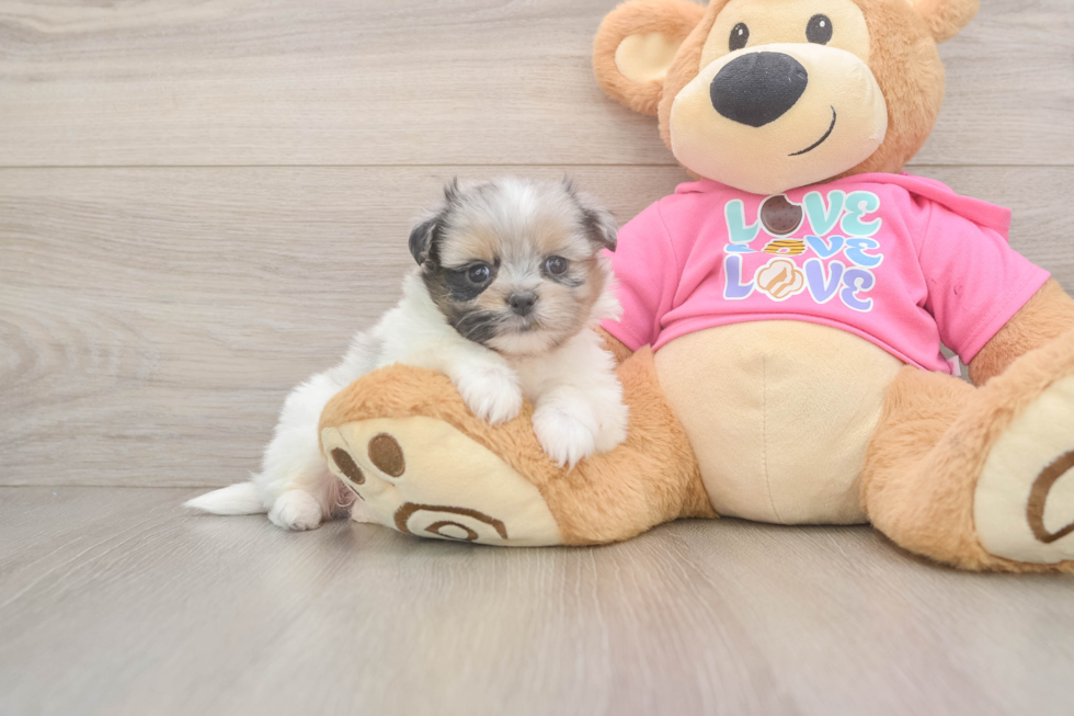 Happy Shih Pom Baby