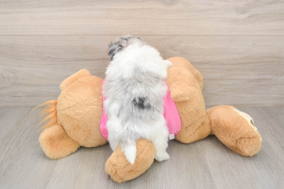 Energetic Pom Tzu Designer Puppy
