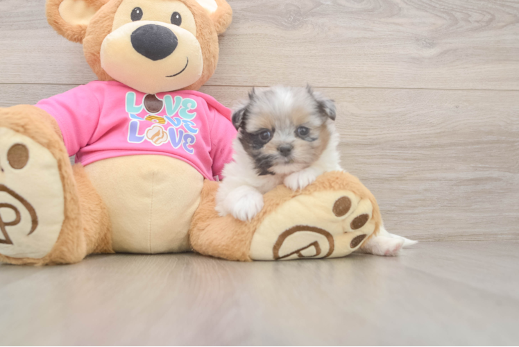 Popular Shih Pom Designer Pup
