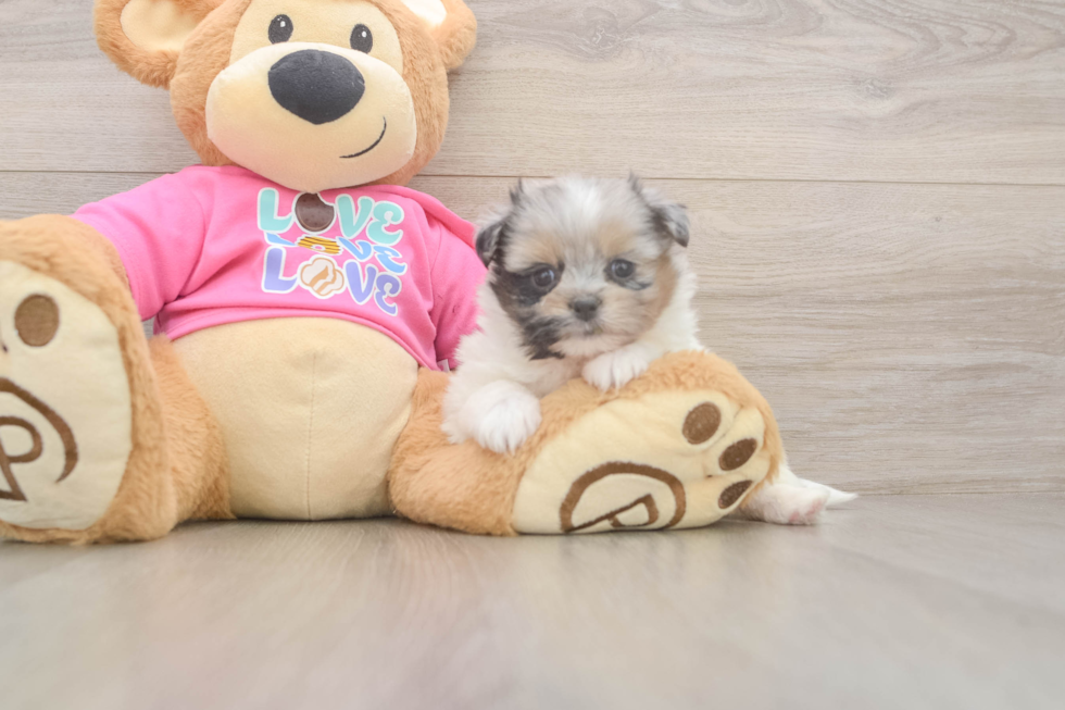 Popular Shih Pom Designer Pup