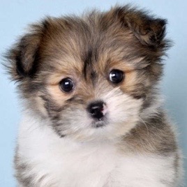 Shih Pom Puppies For Sale - Premier Pups