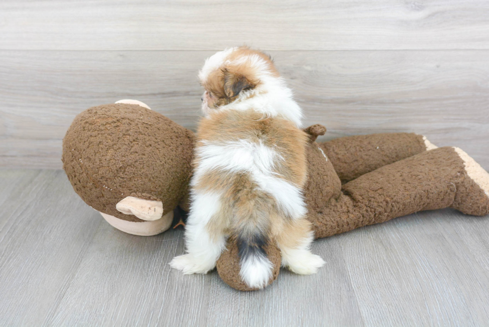 Adorable Pom Tzu Designer Puppy