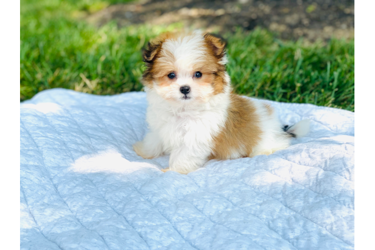 Best Shih Pom Baby
