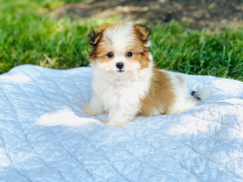 Best Shih Pom Baby