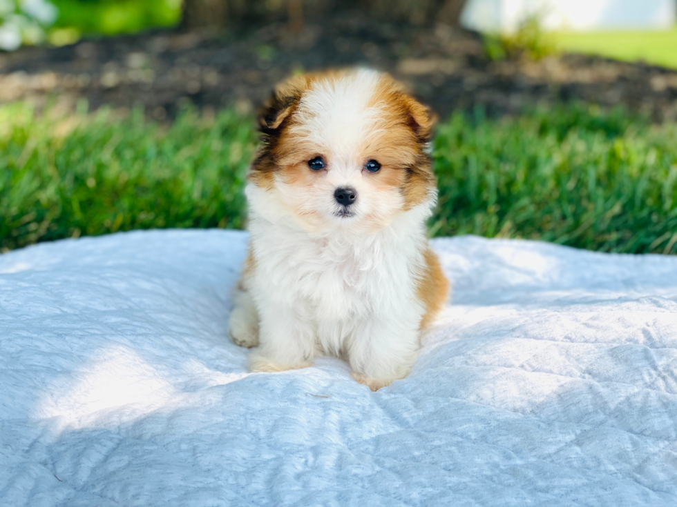 Shih Pom Puppy for Adoption