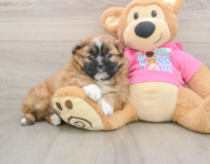 8 week old Shih Pom Puppy For Sale - Premier Pups