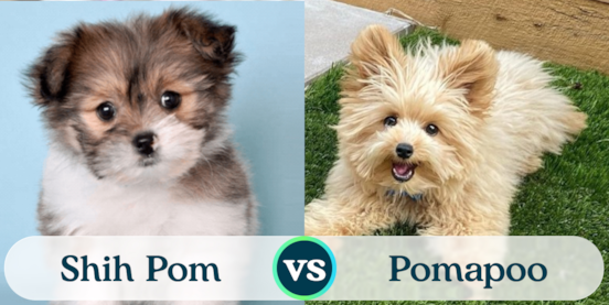 Shih Pom vs Pomapoo Comparison