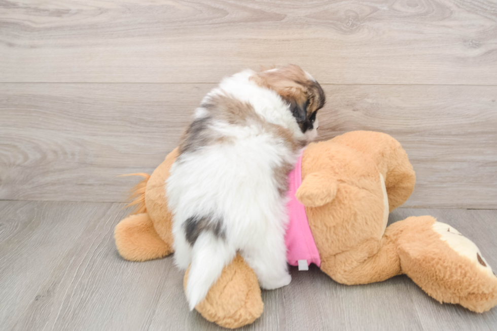 Petite Shih Pom Designer Pup