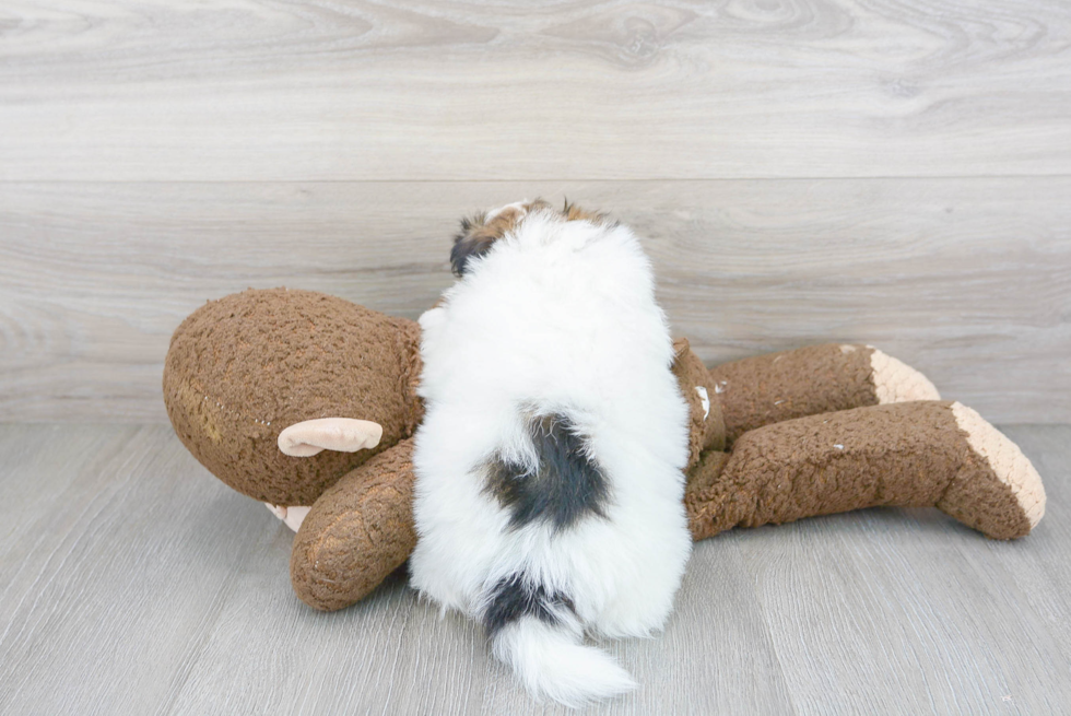 Shih Pom Pup Being Cute