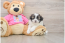 Cute Shih Pom Baby