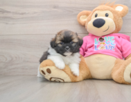 6 week old Shih Pom Puppy For Sale - Premier Pups