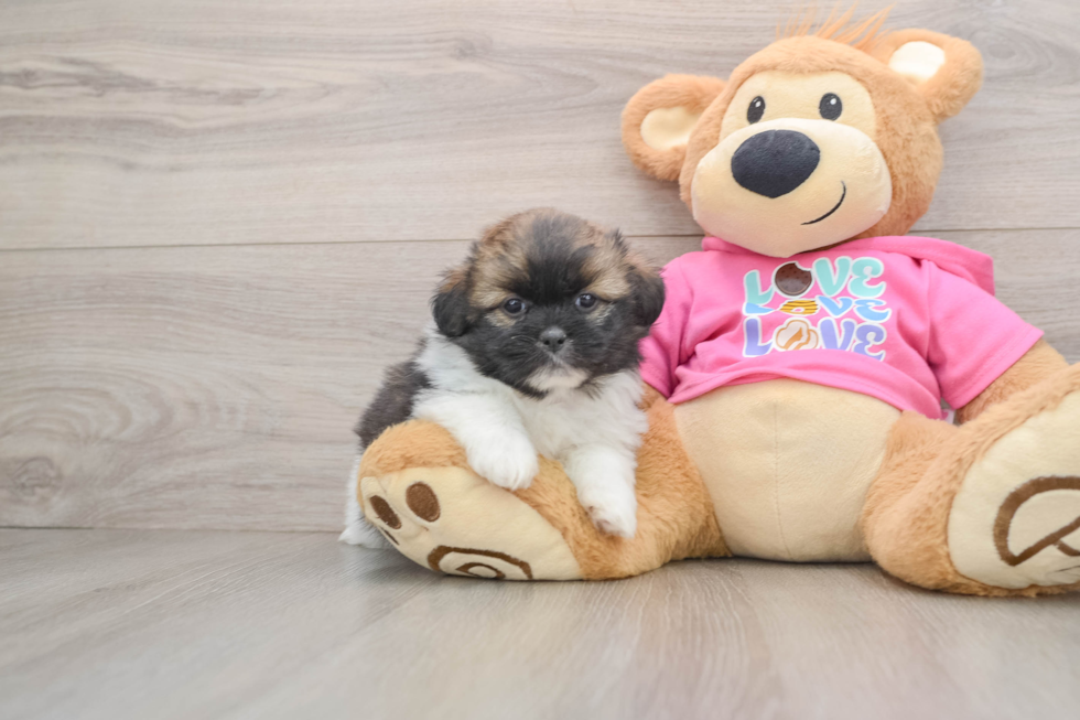 Shih Pom Puppy for Adoption