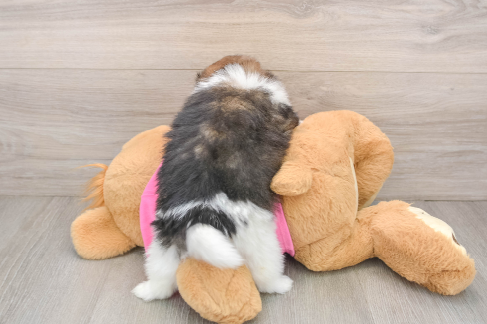 Small Shih Pom Baby