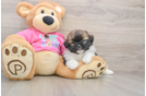 Small Shih Pom Baby
