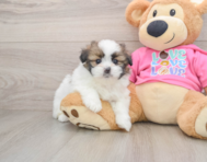 6 week old Shih Pom Puppy For Sale - Premier Pups