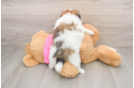 Fluffy Shih Pom Designer Pup