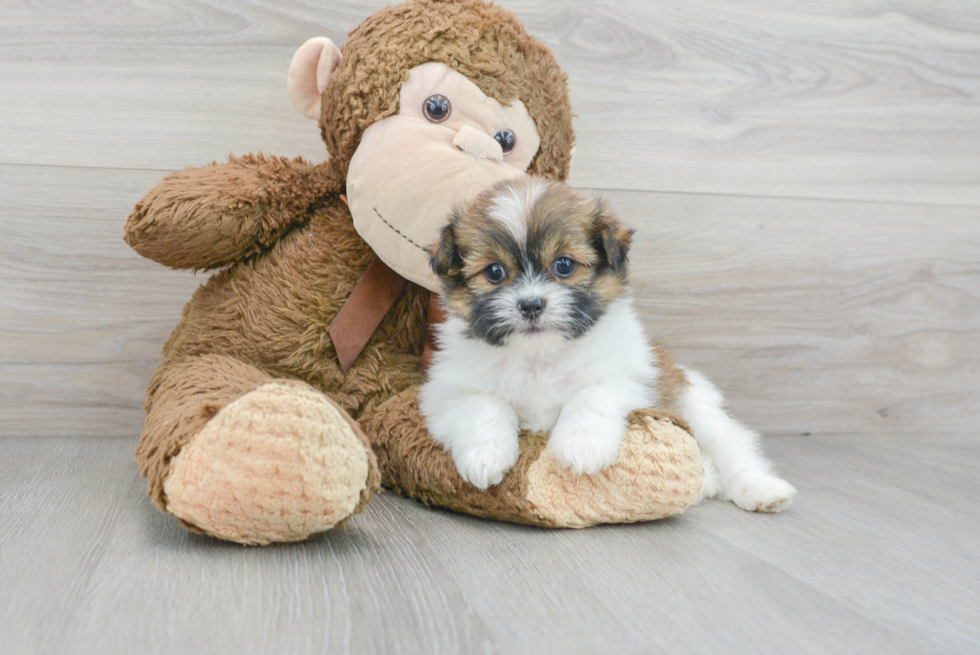 Adorable Pomatzu Designer Puppy