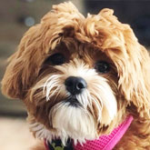 Shih Poo Puppies For Sale - Premier Pups