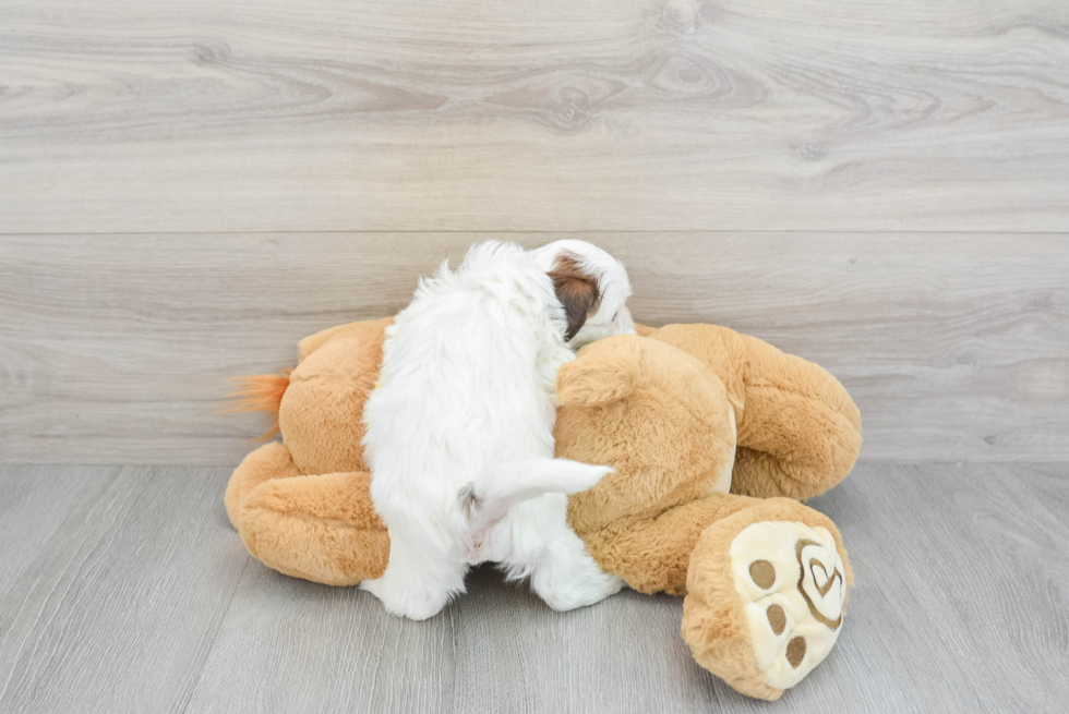 Petite Shih Poo Poodle Mix Pup