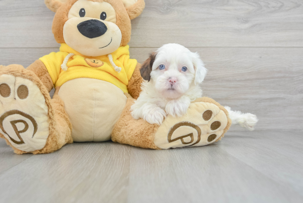 Shih Poo Puppy for Adoption