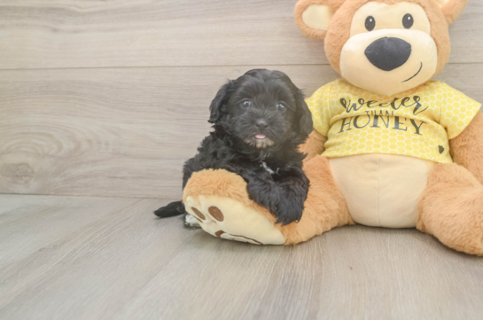 Popular Shih Poo Poodle Mix Pup