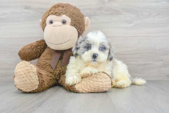 Shih Poo Pup Being Cute