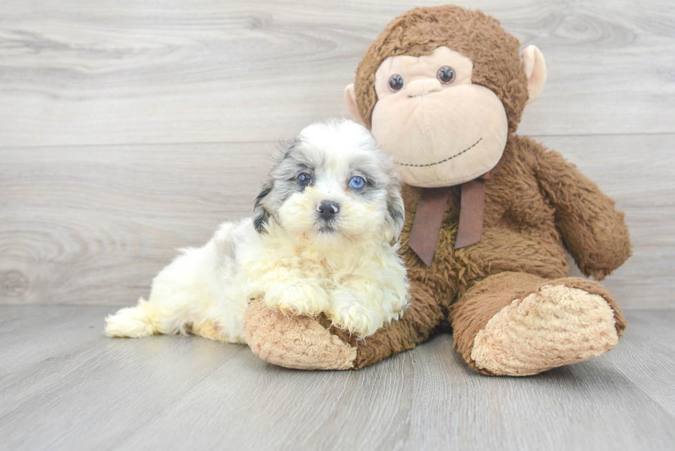 Friendly Shih Poo Baby