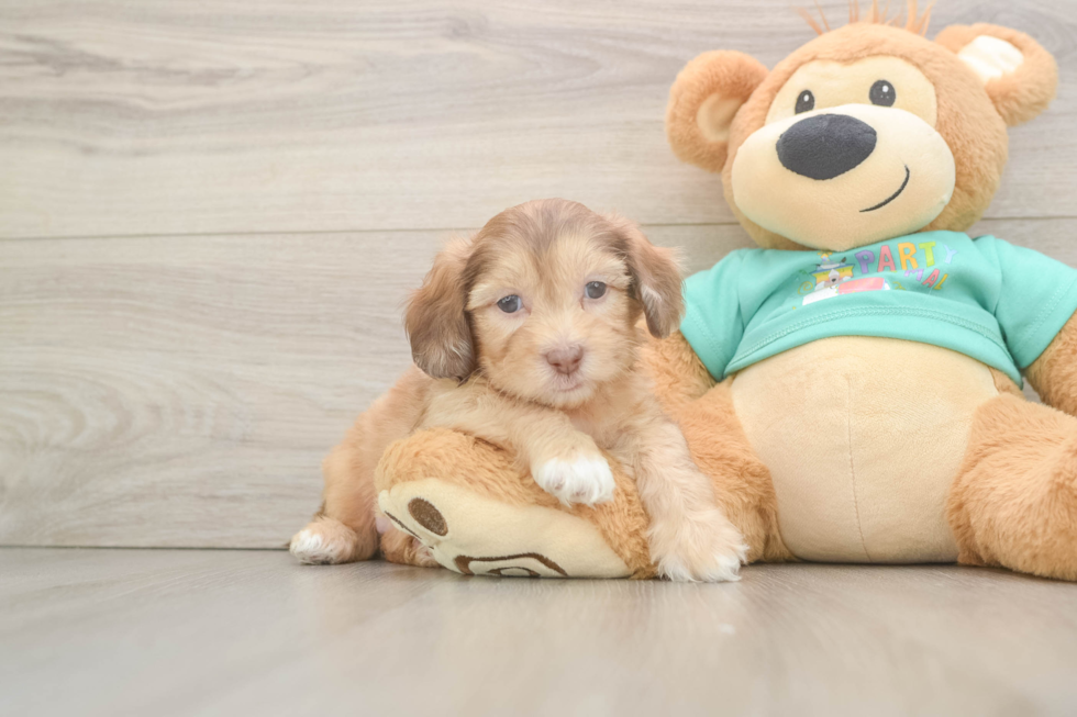 Shih Poo Pup Being Cute