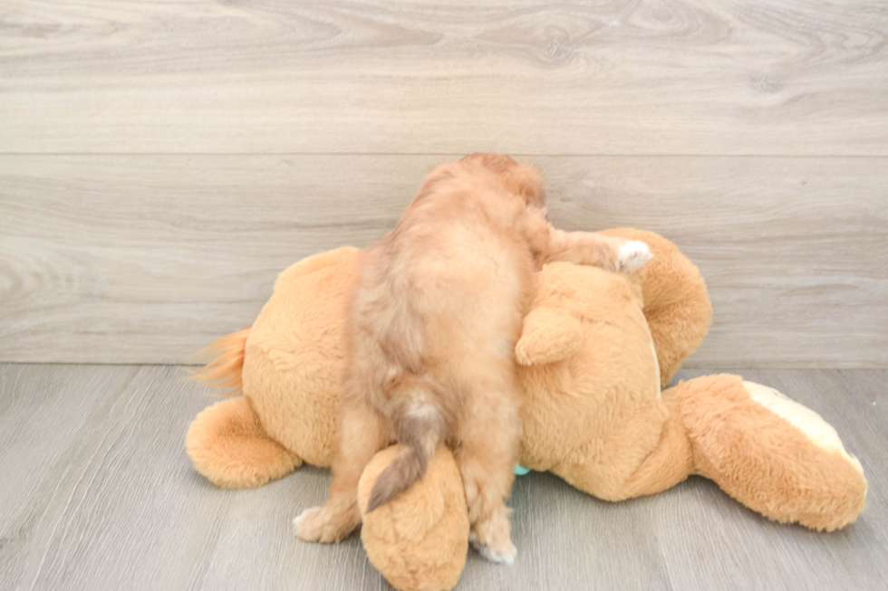 Shih Poo Puppy for Adoption