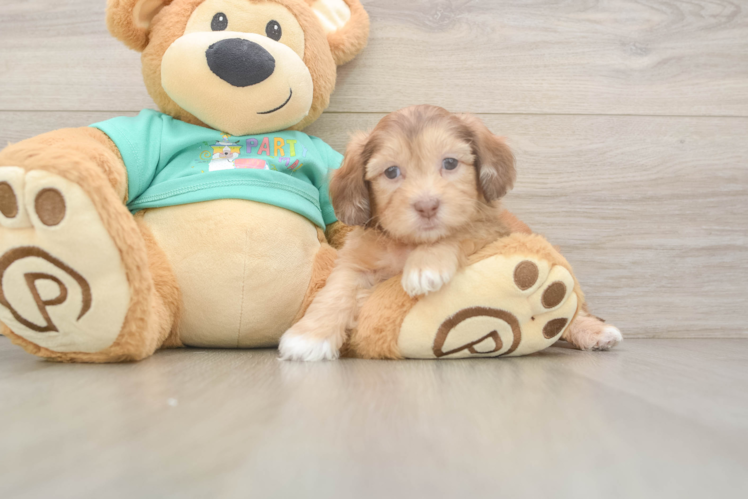 Shih Poo Pup Being Cute