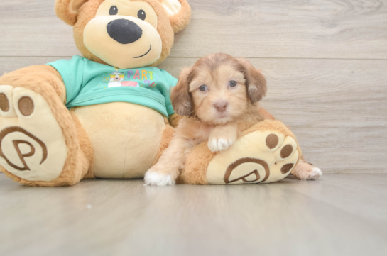 Shih Poo Pup Being Cute