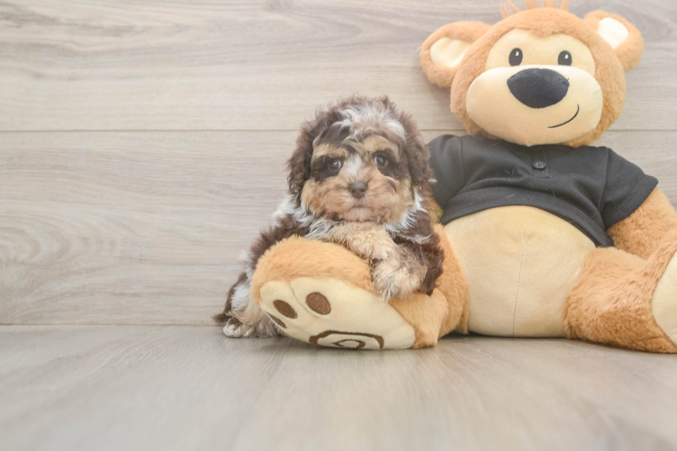 Little Shih Poo Poodle Mix Puppy