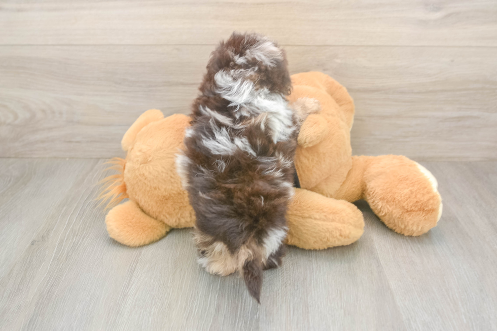 Popular Shih Poo Poodle Mix Pup