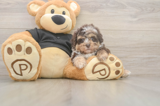 Playful Shihpoo Poodle Mix Puppy