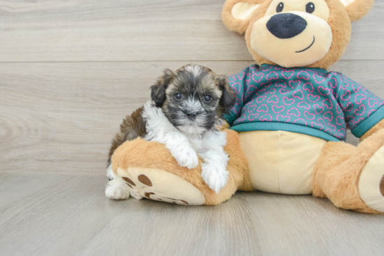 Little Shih Poo Poodle Mix Puppy