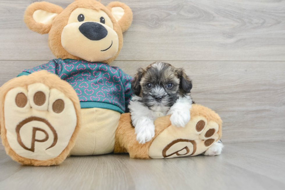 Best Shih Poo Baby